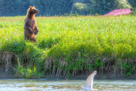 Dyea Campground - Klondike Gold Rush National Historic Park
