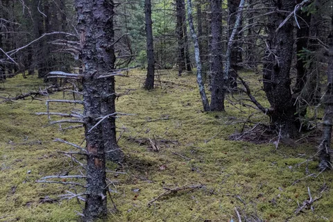 Dyea Campground - Klondike Gold Rush National Historic Park