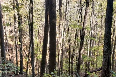 Mash Fork - Camp Creek State Park