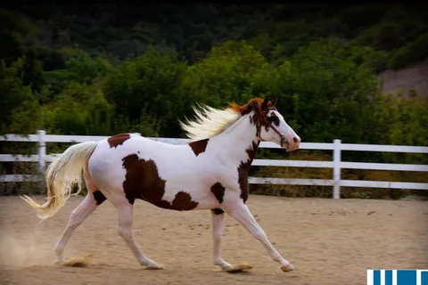Loose Horse RV Park