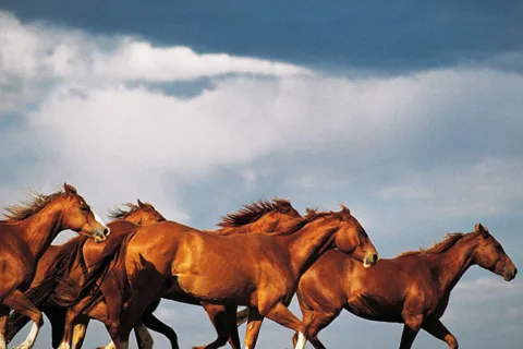 Loose Horse RV Park