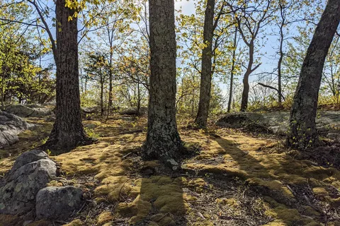 Jenny Jump State Forest