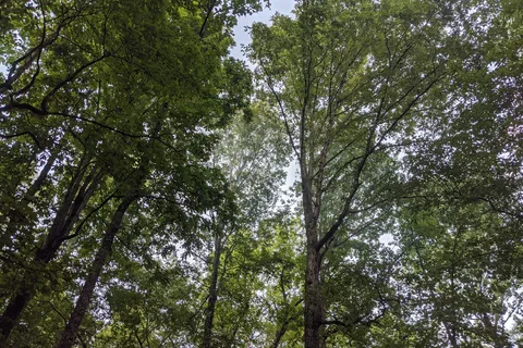 White Oak - Table Rock State Park