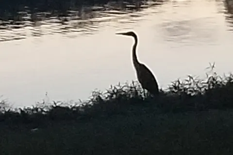 Blue Heron Marina and Campground