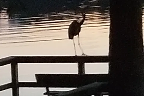 Blue Heron Marina and Campground