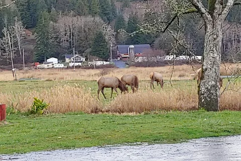Chinook Bend RV Resort
