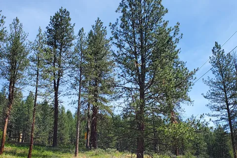 Hilgard Junction State Park