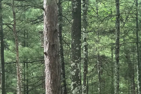 Platte River Campground - Sleeping Bear Dunes National Lakeshore