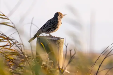 Russell Lakes State Wildlife Area