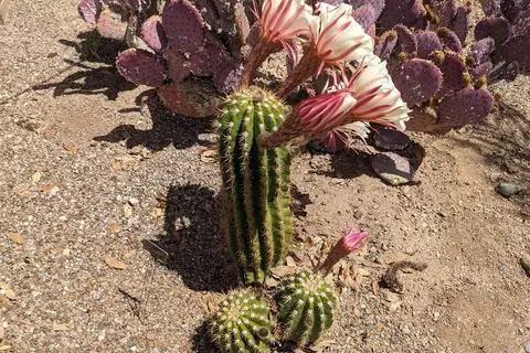 De Anza Trails RV Resort