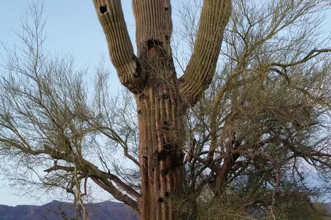 Canyon Vistas RV Resort