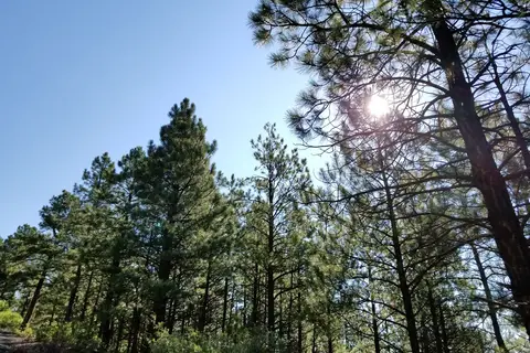 Morphy Lake State Park