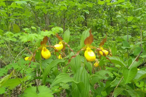 Bear Paw - Itasca State Park