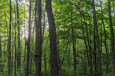 Bear Paw - Itasca State Park