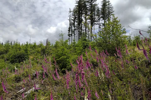 Rock Creek Horse Camp - Department of Natural Resources