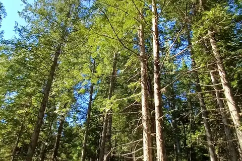Dworshak State Park