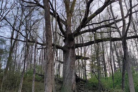 Westwood Park
