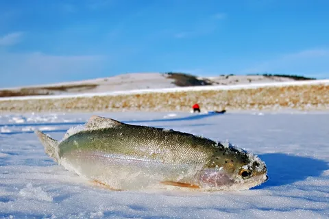 South - Chain Lakes Provincial Park