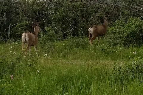 South - Chain Lakes Provincial Park