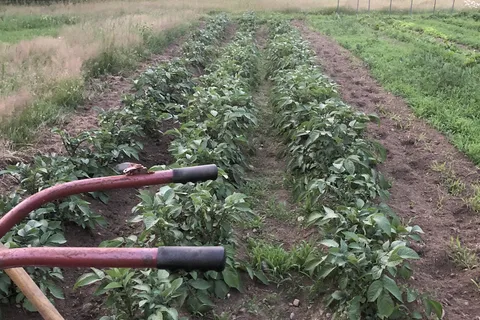 Dyer Bay Farm