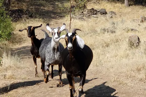 Sage View Ranch