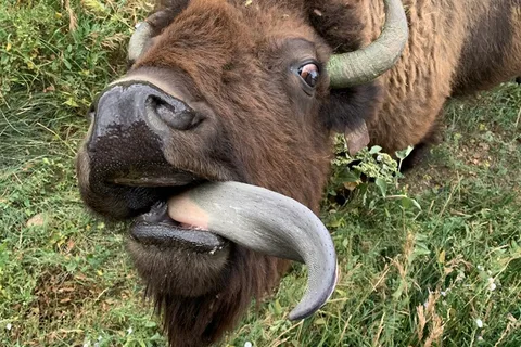 Terry Bison Ranch RV Park