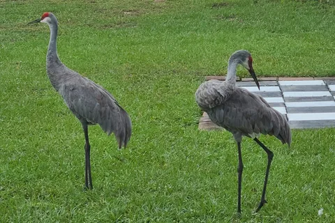 Orlando RV Resort