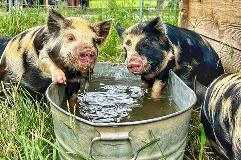 Blue Ridge Ranch