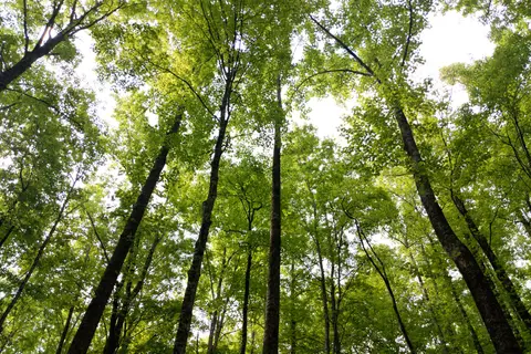 Cosby Campground - Great Smoky Mountains National Park