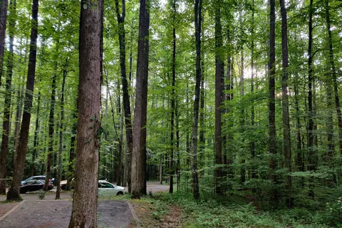 Cosby Campground - Great Smoky Mountains National Park