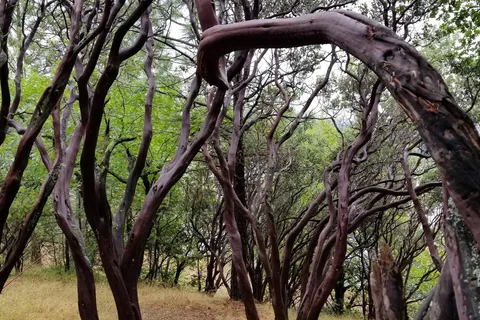 Orchard Springs Resort