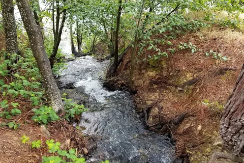 Orchard Springs Resort
