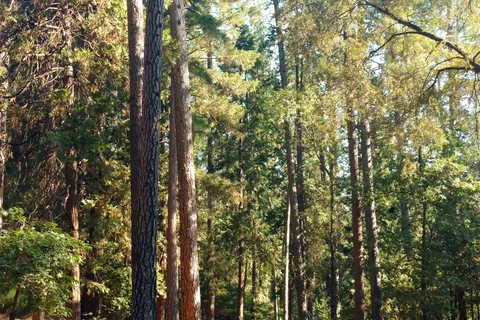 Orchard Springs Resort