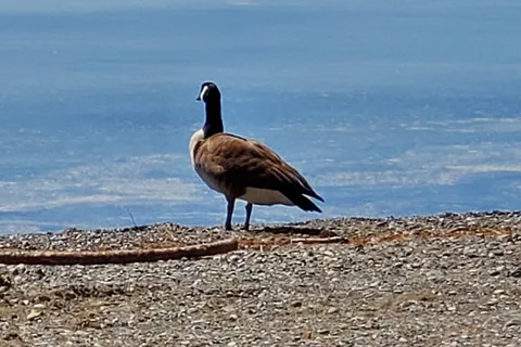 Dunn Point - Lily Bay State Park