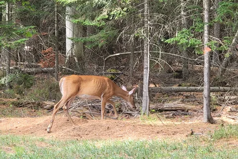 Dunn Point - Lily Bay State Park