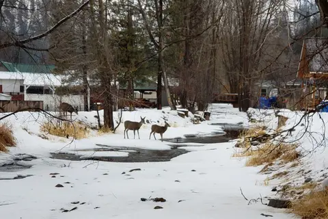 Kozy Kabins And RV Park