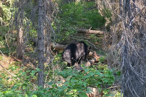 Bowman Lake Campground - Glacier National Park