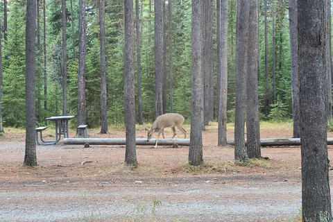 Bowman Lake Campground - Glacier National Park