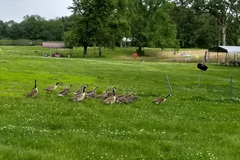 American Legion Freedom Farm