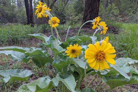 Riverside State Park - Bowl and Pitcher Area