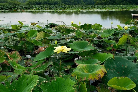 Cowan Lake State Park