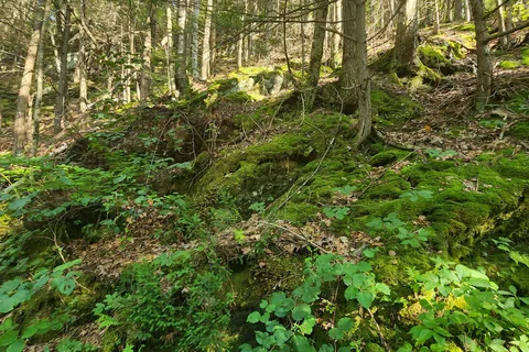 Jamaica State Park