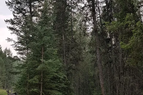 Fort Steele Campground