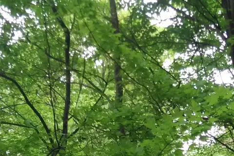 Pine Harbor Campsite