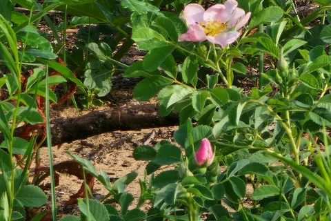 Sand Hills State Park