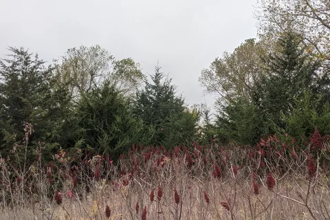 Sand Hills State Park