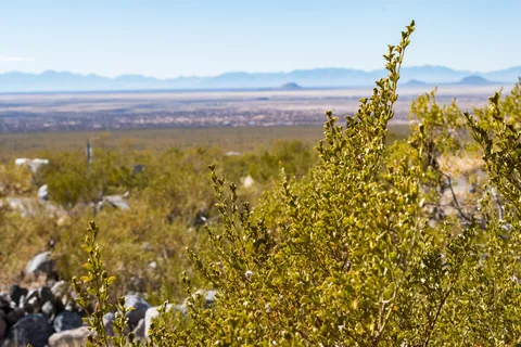 Oliver Lee Memorial State Park