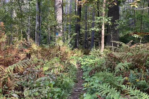 Quechee State Park Camping