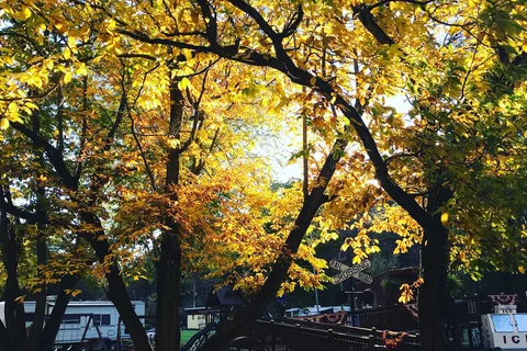 Pettecote Junction Campground