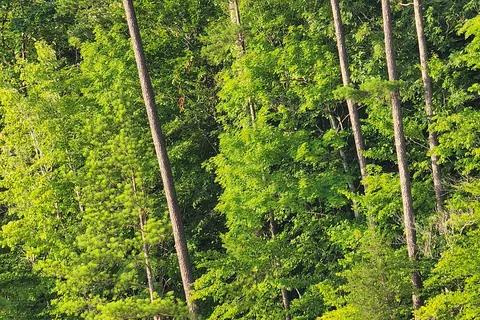 Paintsville Lake State Park